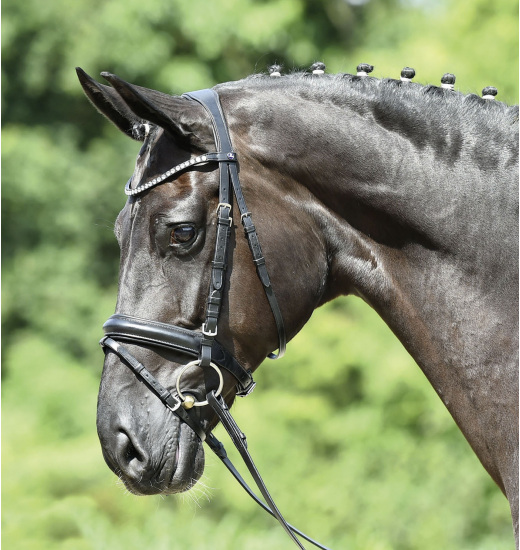 BUSSE BRIDLE MATERA - 1 in category: Bridles for horse riding
