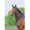 Busse BUSSE MARTINGALE BASIC - 1 in category: Martingales for horse riding