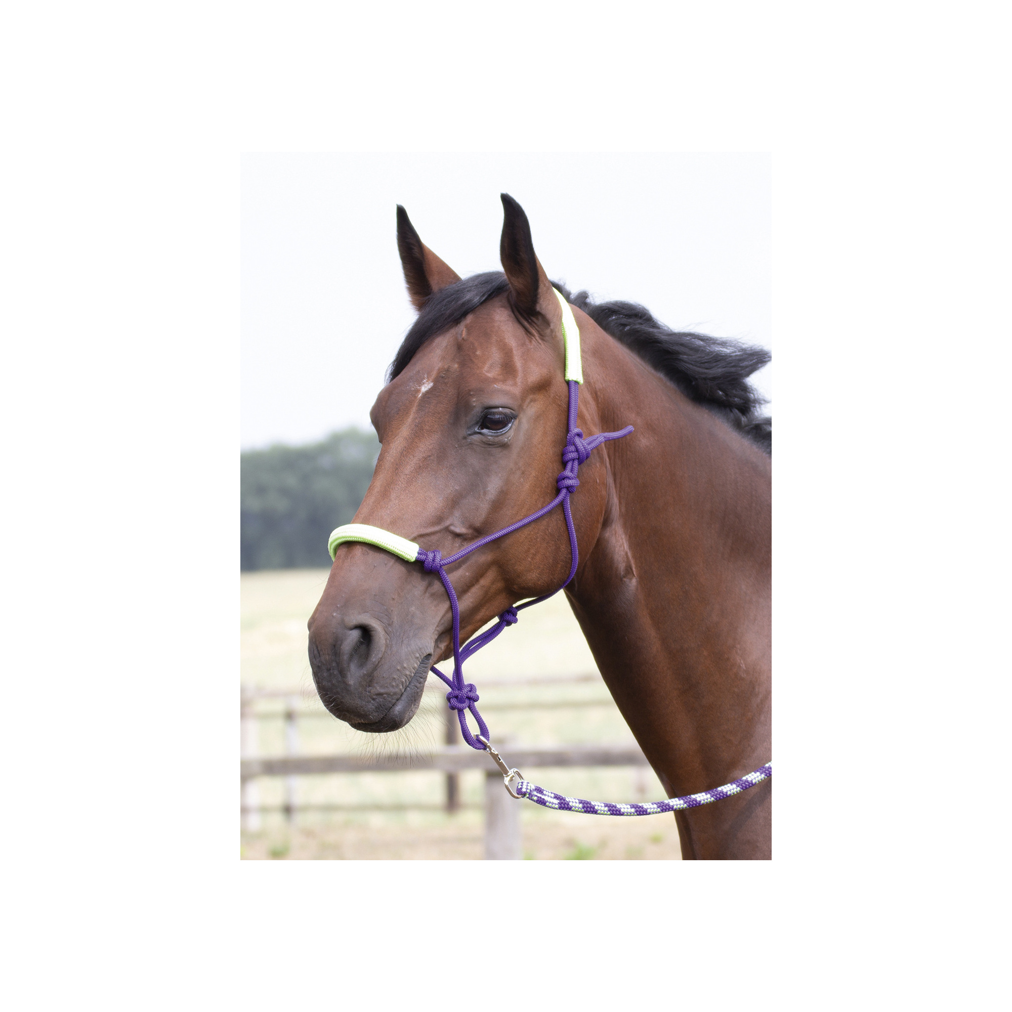 No Headcollar Needed JHL Halter Fly Fringe For Turnout Choice Of Colours 