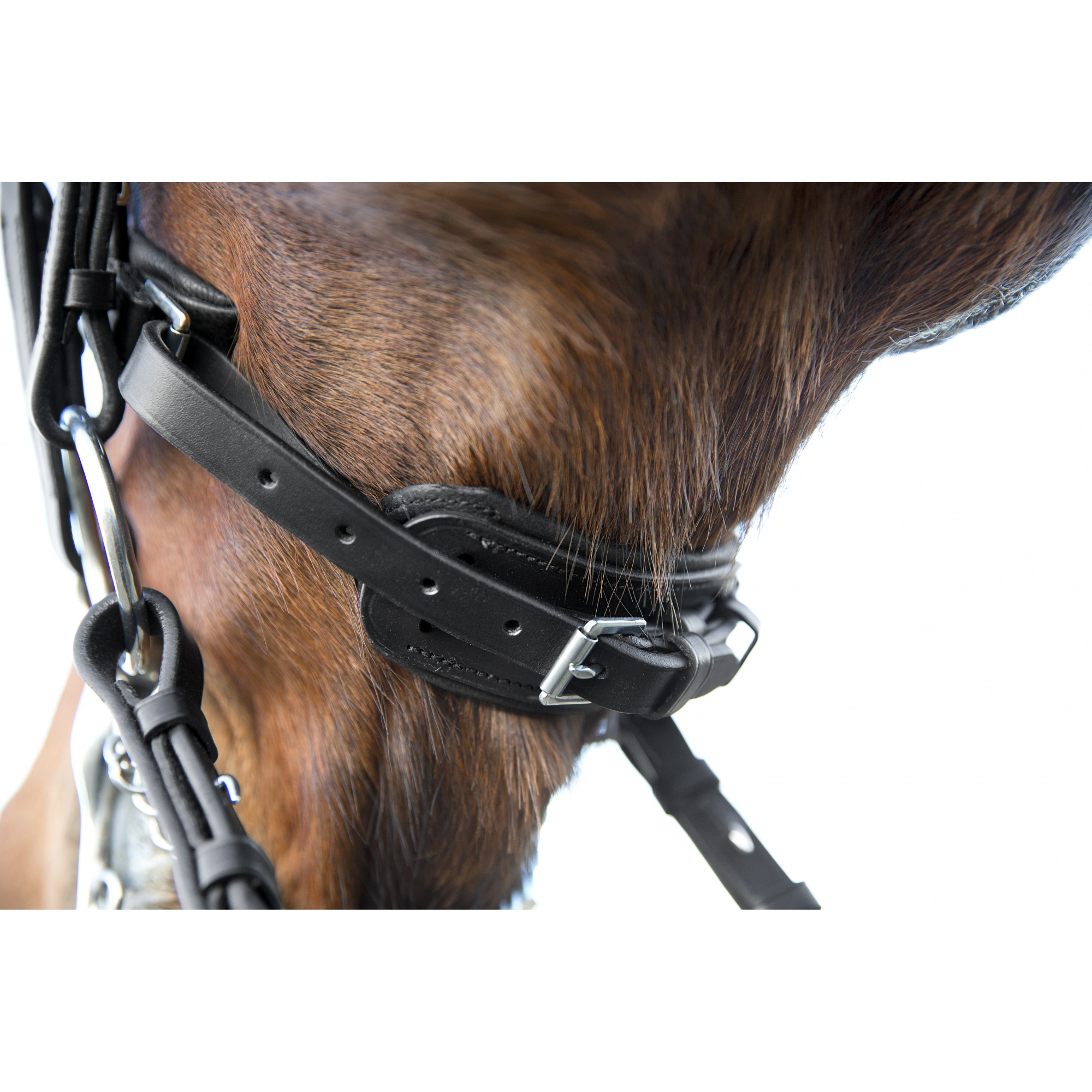 HORZE LAELIA WEYMOUTH BRIDLE Equestrian Shop