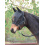 Busse BUSSE HEADCOLLAR FAST BLACK