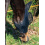 BUSSE TWIN FIT FLY MASK - 2 in category: Antifly masks for horse riding