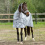 Horze HORZE NEVADA 600D SHOWER SHEET - 1 in category: Rainproof rugs for horse riding