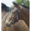 BUSSE YOUNG FOALS' HEADCOLLAR BROWN