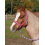 Busse BUSSE FLYING PONY HEADCOLLAR PINK