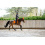 HORZE CAESAR VS SADDLE PAD WITH HOOK AND LOOP FASTENER - 8 in category: All purpose saddle pads for horse riding