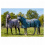 HKM FLY RUG WITH NECK ZEBRA AQUA - 4 in category: Horse rugs for horse riding