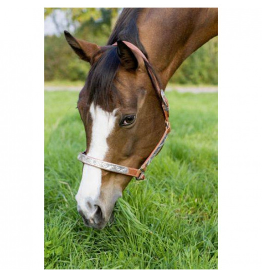 HKM LEATHER HEAD COLLAR SHOW WITH SILVER ORNAMENT