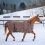 Horze HORZE AVALANCHE HORSE WINTER RUG 300G