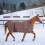 Horze HORZE AVALANCHE WINTER HORSE RUG 300 GR