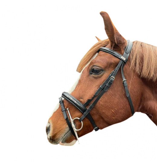 EQUISHOP TEAM SWAROVSKI HORSE BRIDLE