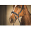 EQUISHOP TEAM HORSE BRIDLE CLASSIC BLACK