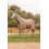 B Vertigo B VERTIGO COMBO FLY RUG WITH DETACHABLE NECK AND UV PROTECTION