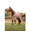 B Vertigo B VERTIGO DELUX FLY RUG WITH DETACHABLE NECK AND UV PROTECTION