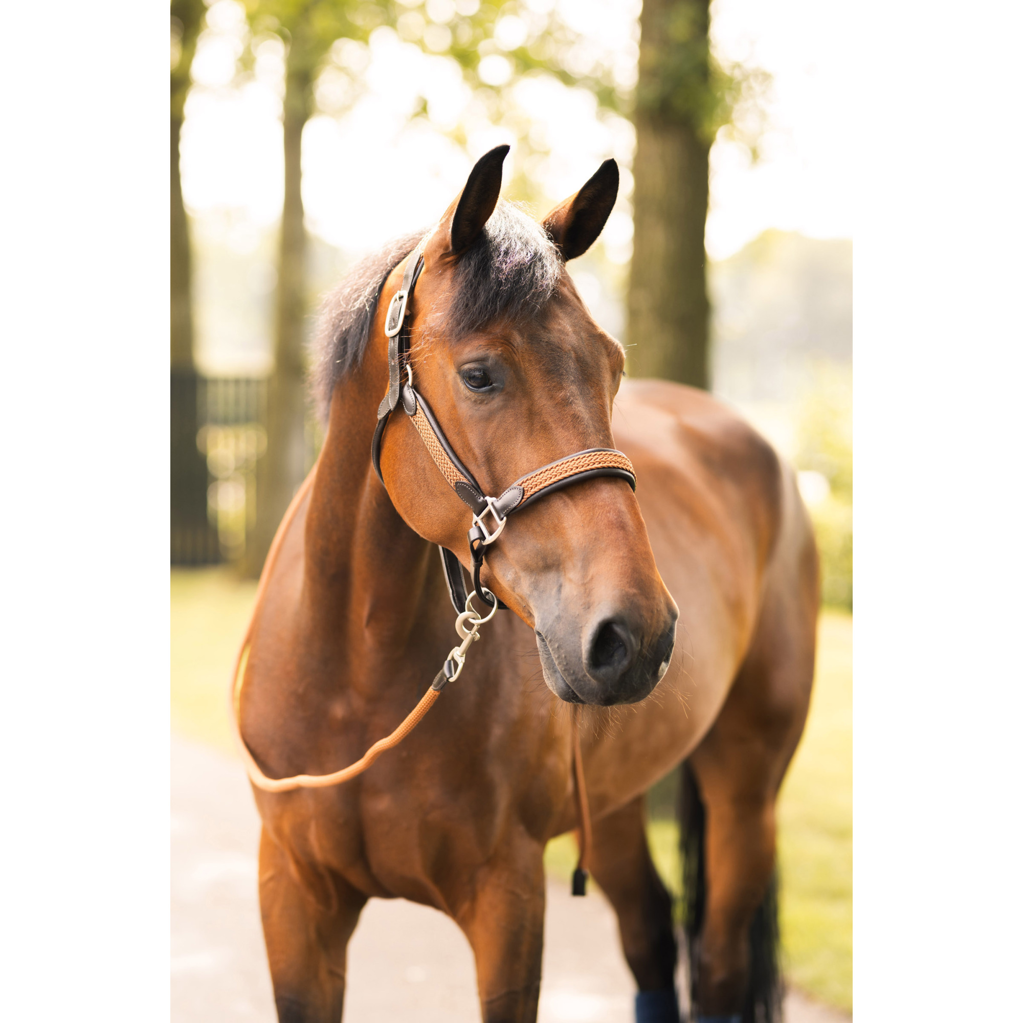 B VERTIGO EVOLVE LEAD ROPE - EQUISHOP Equestrian Shop