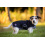 Spooks SPOOKS DOG COAT CLASSIC