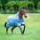 Busse BUSSE RAIN DEAR 00 HORSE TURNOUT RUG