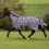 Busse BUSSE COMFORT FLEXI ZEBRA HORSE TURNOUT FLY SHEET