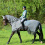 Busse BUSSE MOSKITO-FRANSEN III HORSE EXERCISE FLY SHEET