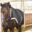 Busse BUSSE WALKING 100 HORSE WALKING RUG