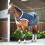 Busse BUSSE WALKING 100 HORSE WALKING RUG