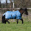 Busse BUSSE WINDCHILLY MINI 100 HORSE TURNOUT RUG