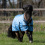 Busse BUSSE WINDCHILLY MINI 00 HORSE TURNOUT RUG