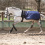 Busse BUSSE RAIN 50 HORSE LUNGING SHEET