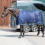 Busse BUSSE PROFESSIONAL II HORSE TRANSPORT FLY SHEET