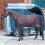 Busse BUSSE PROFESSIONAL II HORSE TRANSPORT FLY SHEET