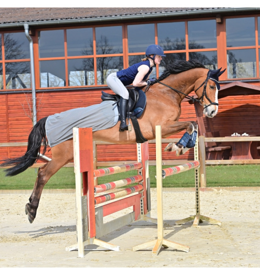 BUSSE HORSE QUARTER FLY SHEET Equestrian Shop