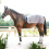 Busse BUSSE HORSE LUNGING FLY SHEET