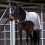 Busse BUSSE FLY COMFORT HORSE TRAINING RUG