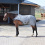 Busse BUSSE FLY COMFORT HORSE TRAINING RUG