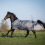 BUSSE WINDCHILL 200 HORSE TURNOUT RUG