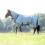 Busse BUSSE SUPERB HORSE TURNOUT FLY SHEET