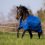 Busse BUSSE WINDCHILL 100 HORSE TURNOUT RUG