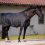 BUSSE NOORVIK PRO 200 HORSE RUG LINER
