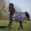 BUSSE WINDCHILL 50 HORSE TURNOUT RUG