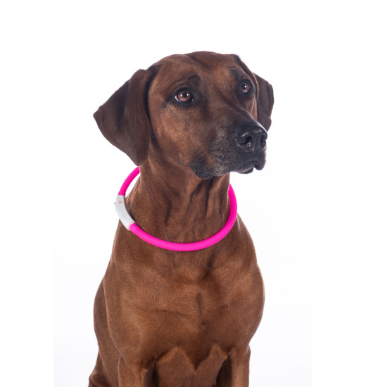 HKM LED GLOWING COLLAR FOR DOG