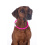 HKM HKM LED GLOWING COLLAR FOR DOG