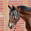 Busse BUSSE HORSE FLYSTRING BROWBAND VISBY II