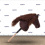 HORSE ON A STICK HOBBY HORSE EQUISHOP TRUFELKA A3