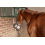 KERBL HORSE TOY BEAR 40 CM