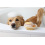 MAGIC BRUSH BATH BRUSH FOR DOG