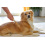Magic Brush MAGIC BRUSH COMB FOR DOG FUR 20 CM