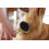 Magic Brush MAGIC BRUSH DOUBLE-SIDED DESHEDDING BRUSH 20 CM