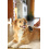 Magic Brush MAGIC BRUSH DOUBLE-SIDED DESHEDDING BRUSH 20 CM