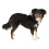 KERBL KERBL DOG HARNESS PULSIVE BROWN WITH REFLECTIVE STRIPS 72-96 CM