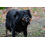 CAN AGRI CAN AGRI DOG TREAT CHICKEN & COD SANDWICH TWISTED